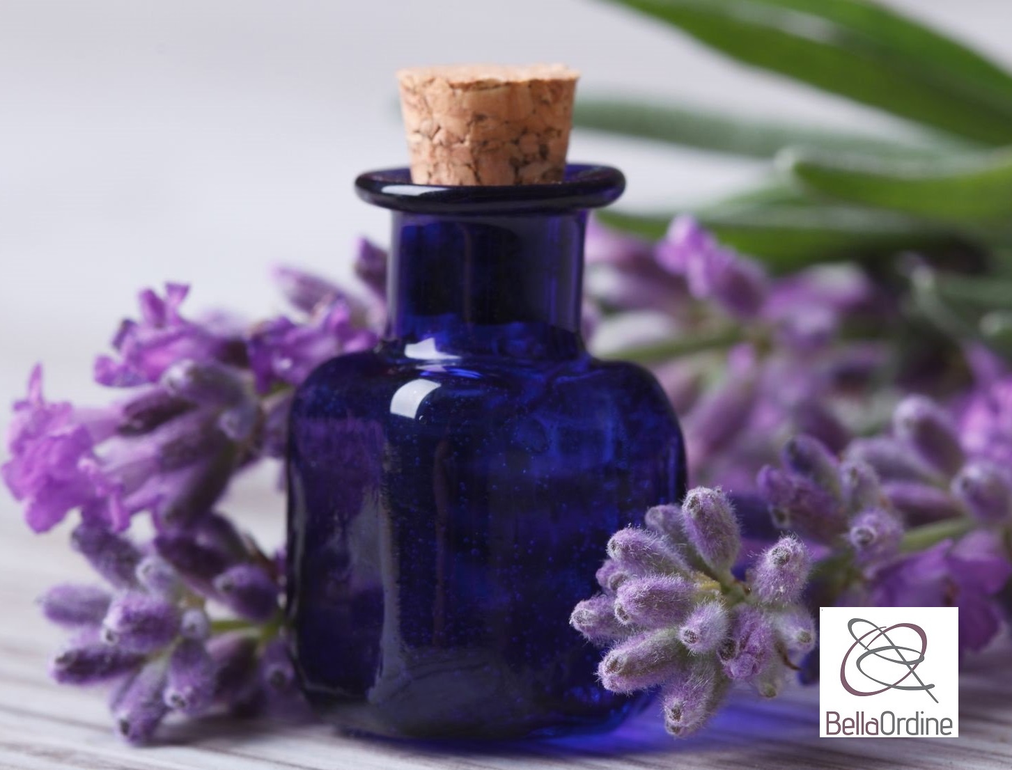 Use a lavanda para eliminar as traças