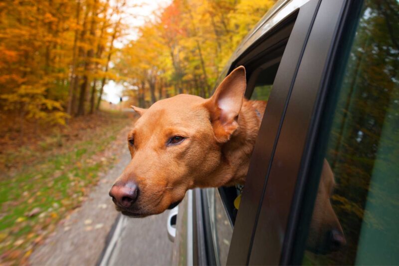 Viajar com os pets. Foto: Getty Images